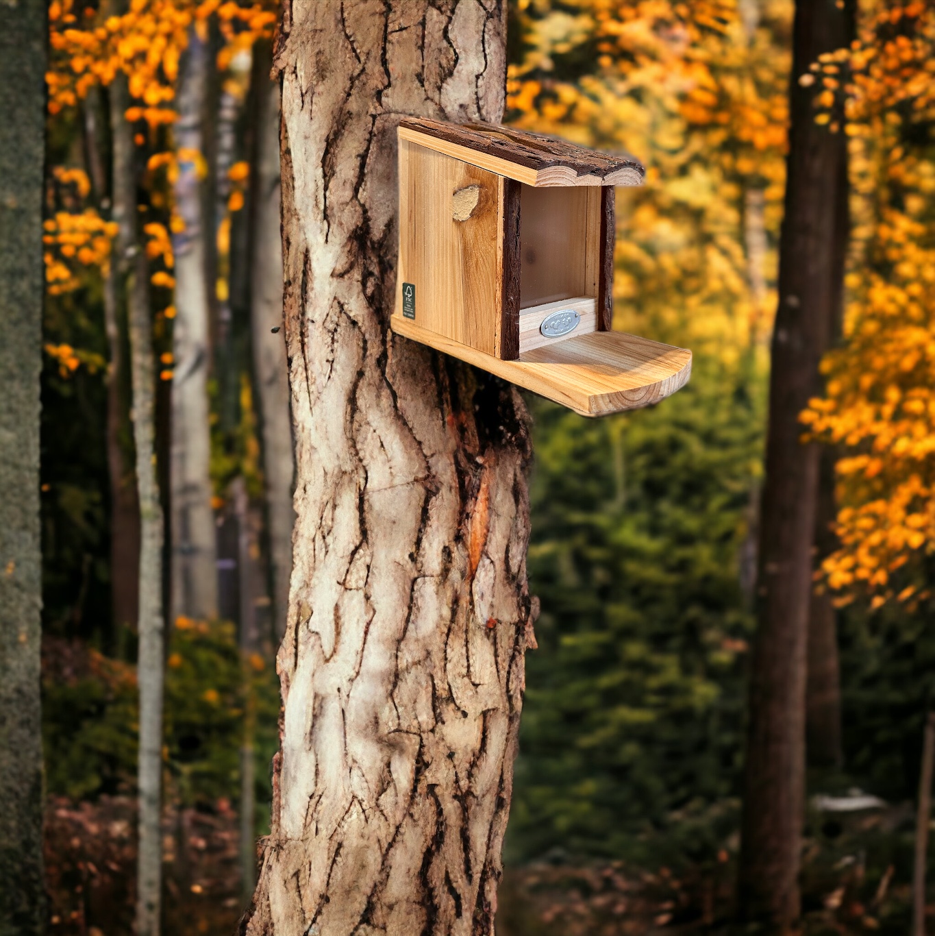 drewniany karmnik dla wiewiórki w lesie
