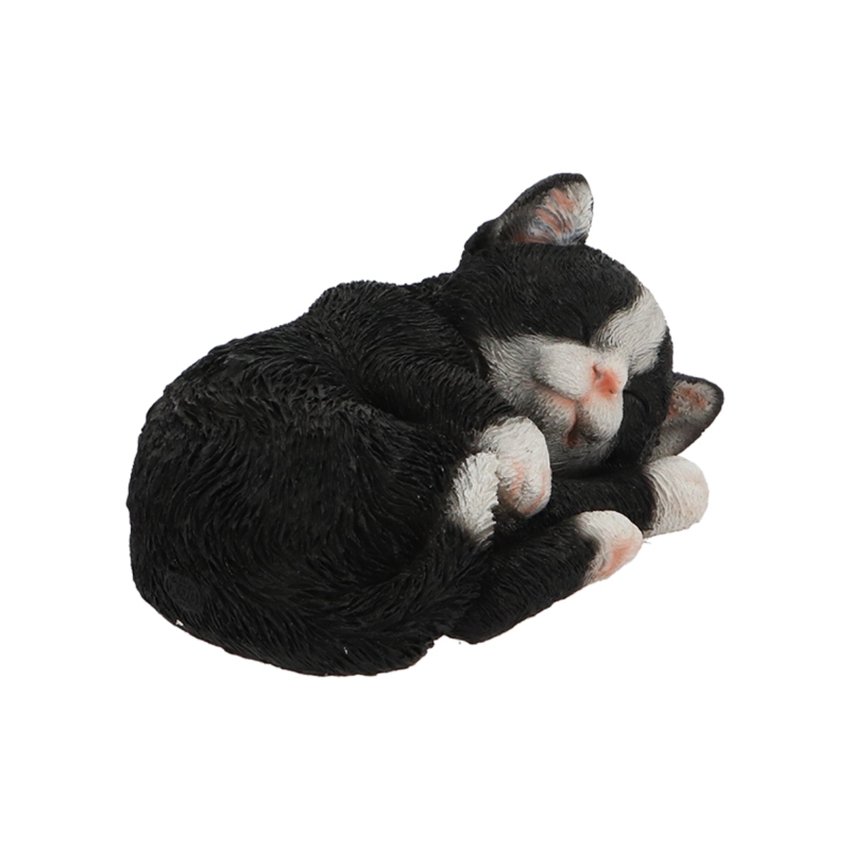 mały czarny śpiący kotek