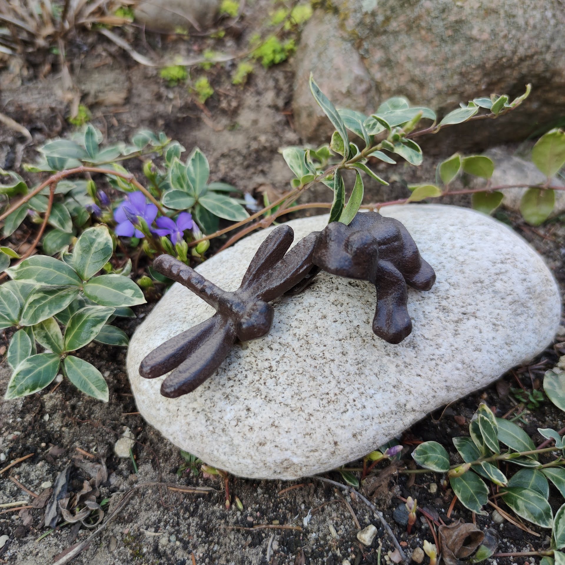 ważka i żaba na kamieniu