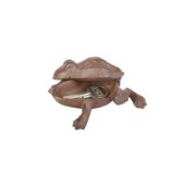 schowek na klucz żaba