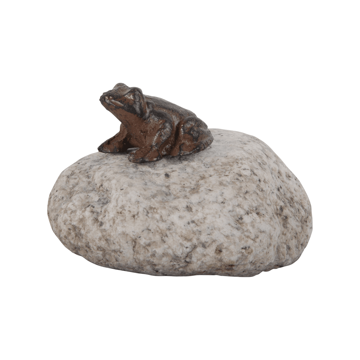 żaba na kamieniu