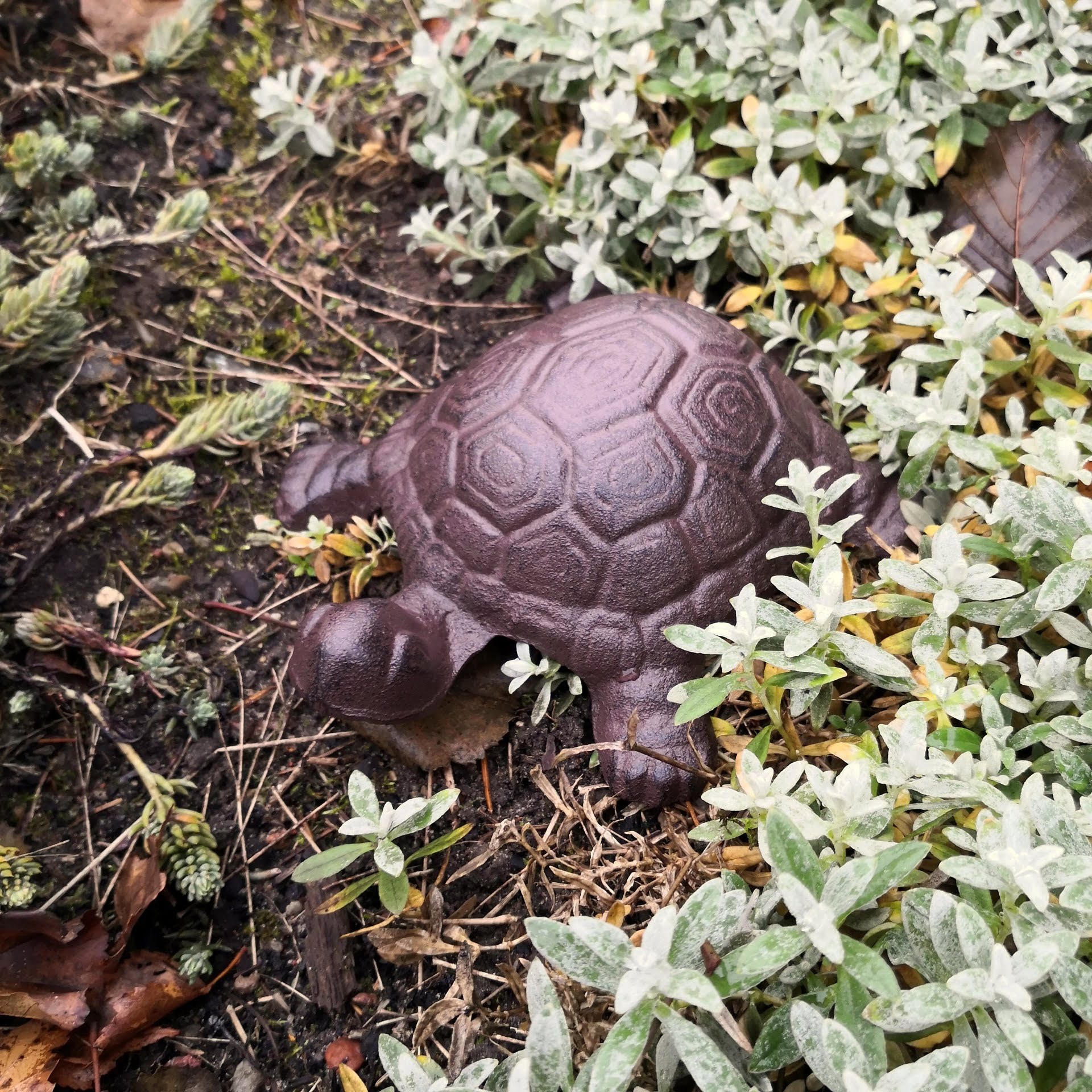 żółw na skalniaku